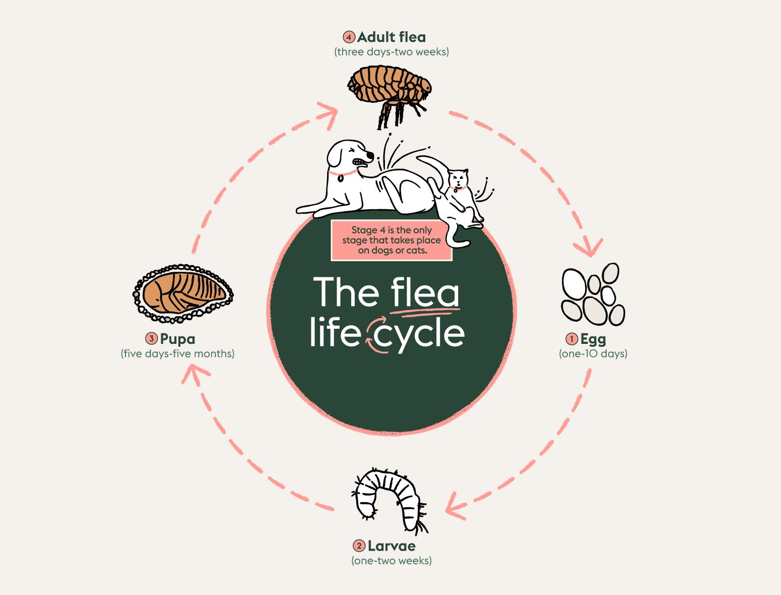 Flea life cycle