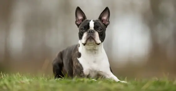 Boston Terrier lying outside on the grass