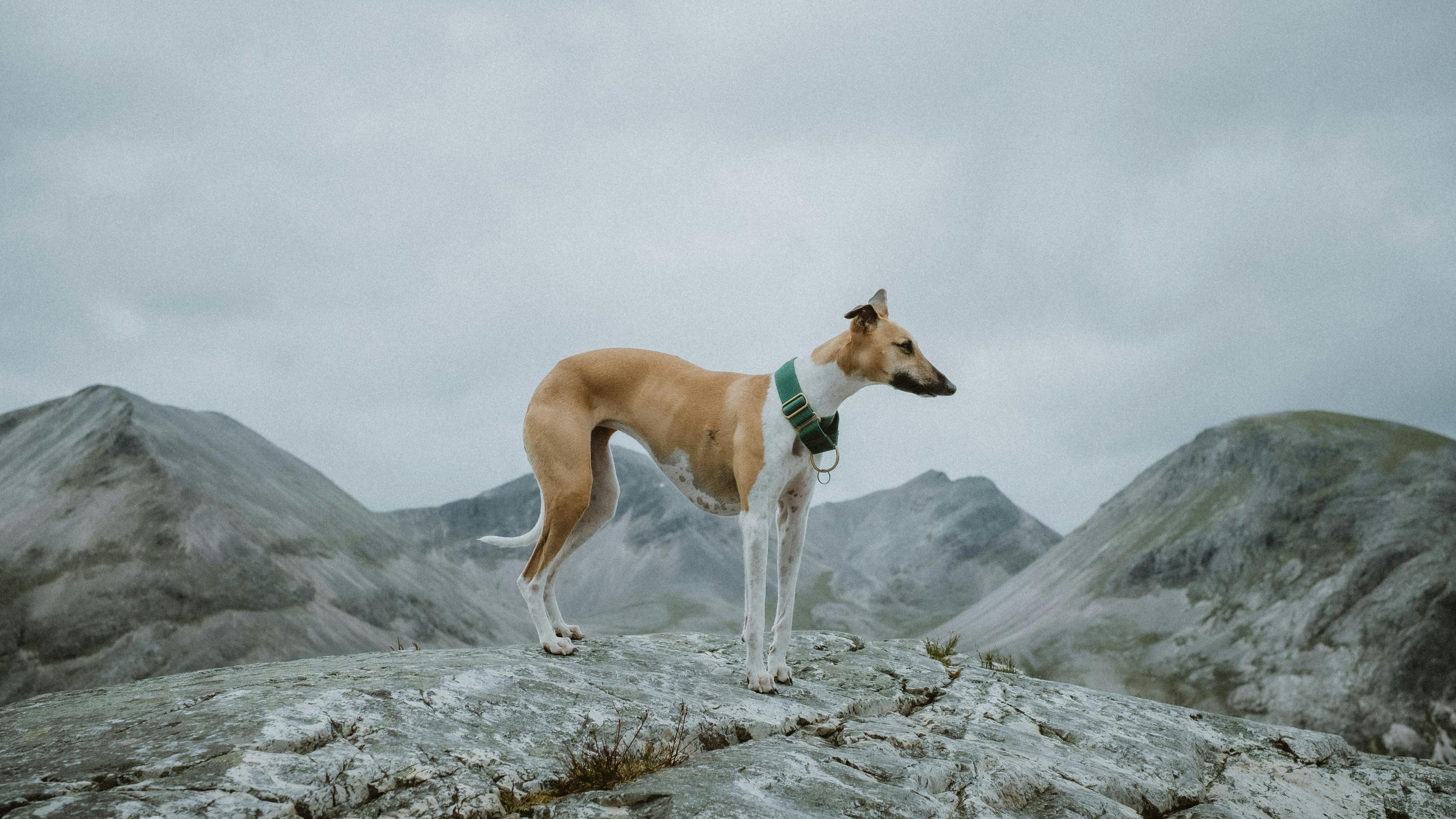 Image of a brown Whippet in the Scottish highlands