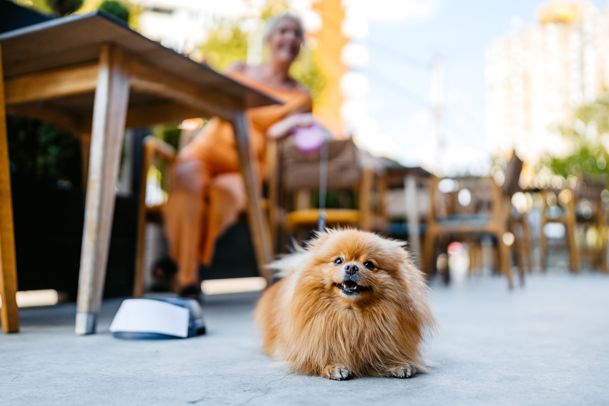 A fluffy Pomeranian dog lying on the ground outdoors, with a person sitting at a wooden table in the background.