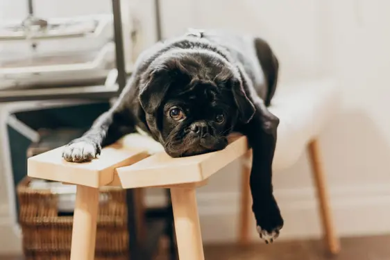 Dog on bench