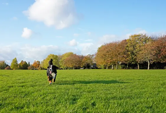 A Burmese Mountain Dog runs through a green park on a sunny day in autumn