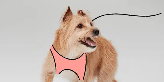 Dog with harness and leash