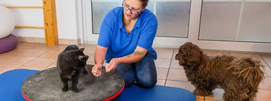 Pet physiotherapy