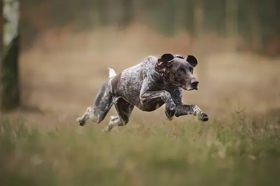 German short-haired pointer running across a field