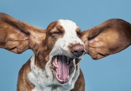 Basset hound with big ears