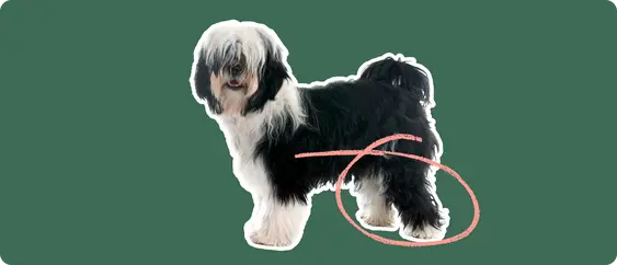 Tibetan Terrier with a pink arrow drawn around its knee