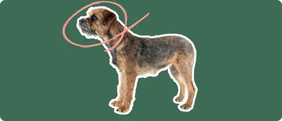 Border Terrier
