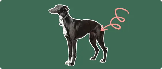 Image of a black whippet with a pink arrow drawn to its hip