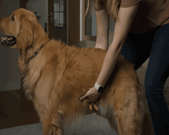 women stands behind golden retriever and demonstrates heimlich or abdominal thrusts for a choking dog