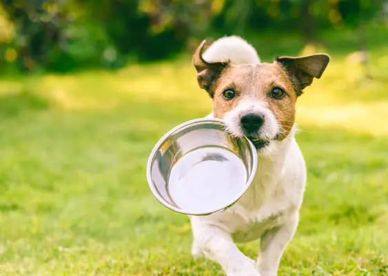Dog with empty food bowl in mouth