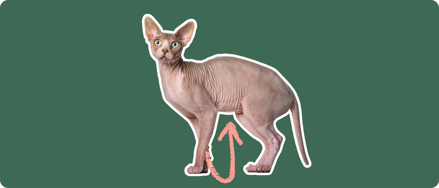 Sphynx cat against a green wall
