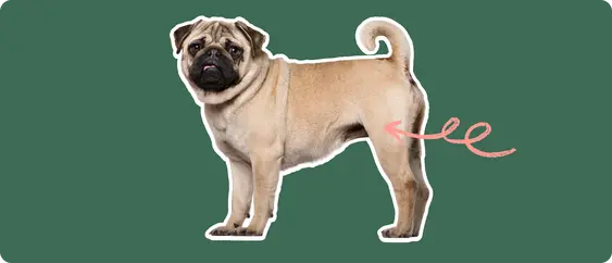 Pug