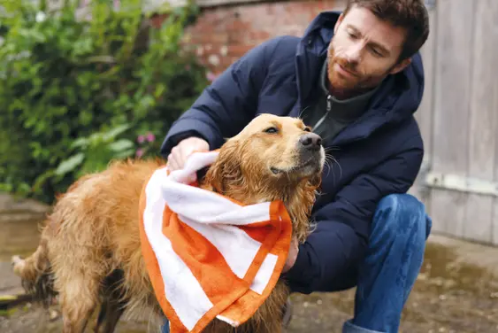 A Golden Retriever getting dried with a towel outside