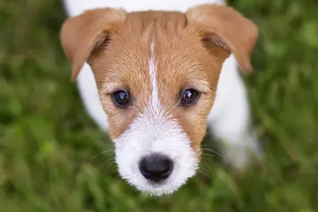 Dog staring