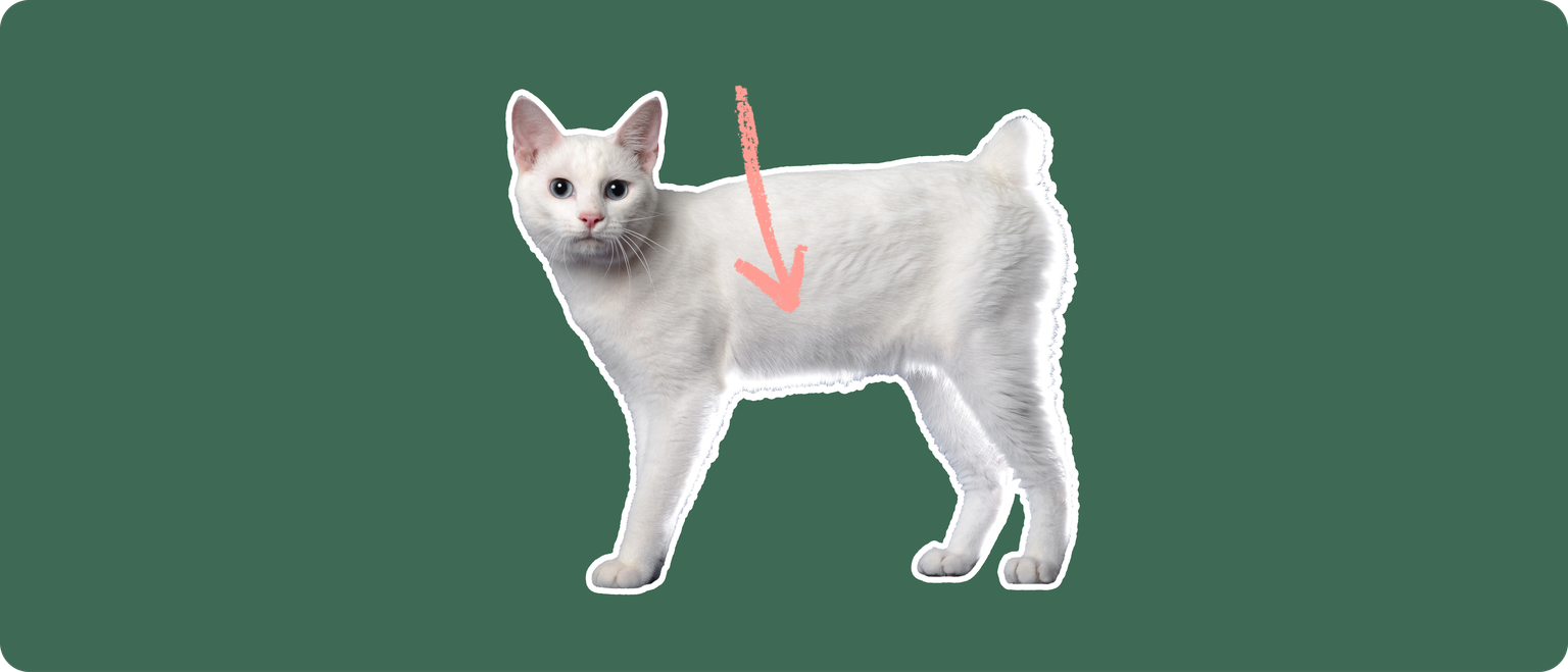 A white Japanese Bobtail cat cut out with a white outline, with a pink arrow pointing to it's body center, on a solid green background