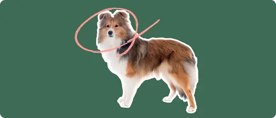 Image of a Shetland Sheepdog with a pink arrow drawn around its head