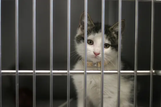 black and white kitten behind bars in cage at shelter