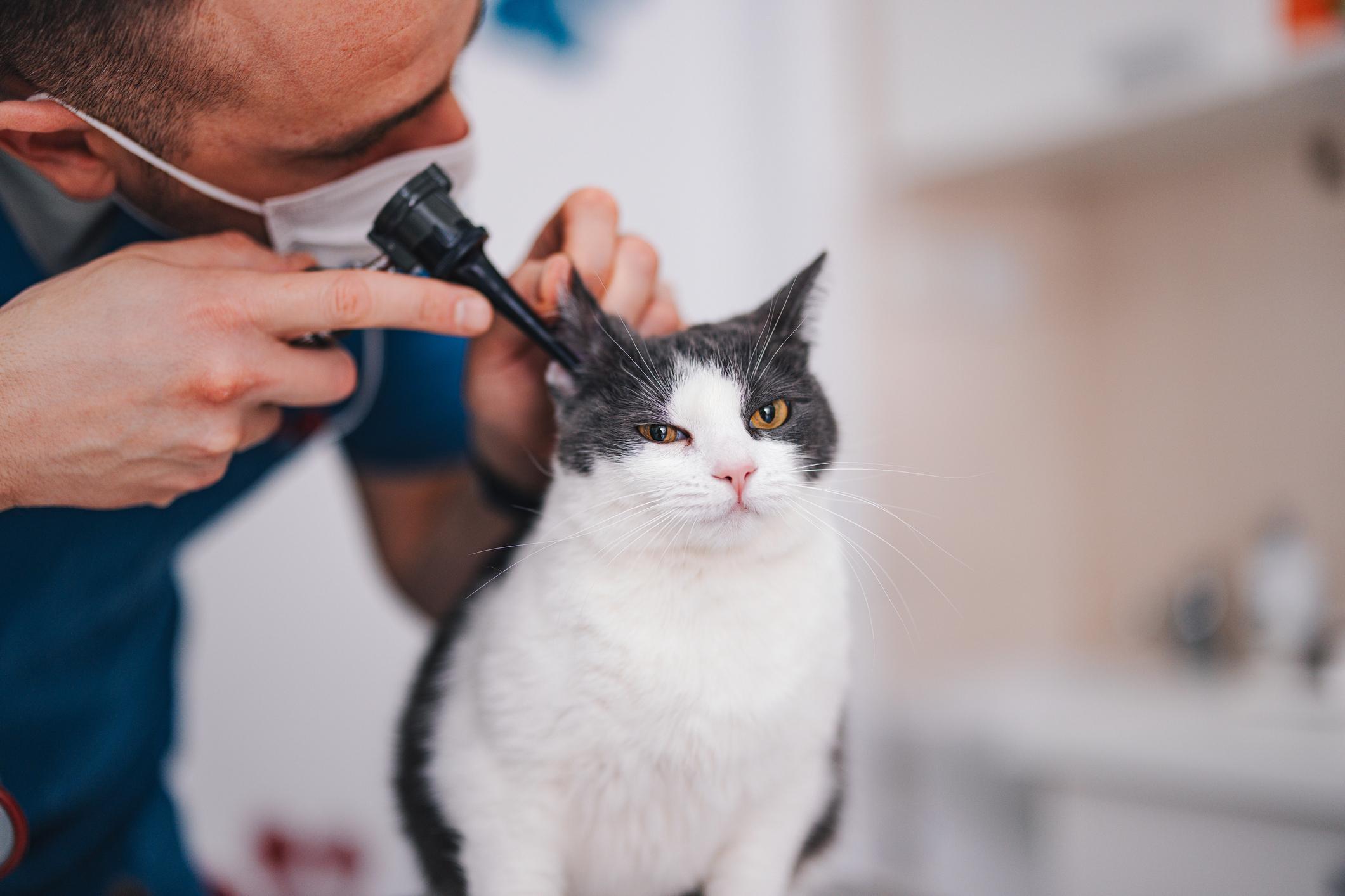 A veterinarian in a white mask uses an otoscope to examine the ear of a displeased gray and white cat sitting on an examination table.