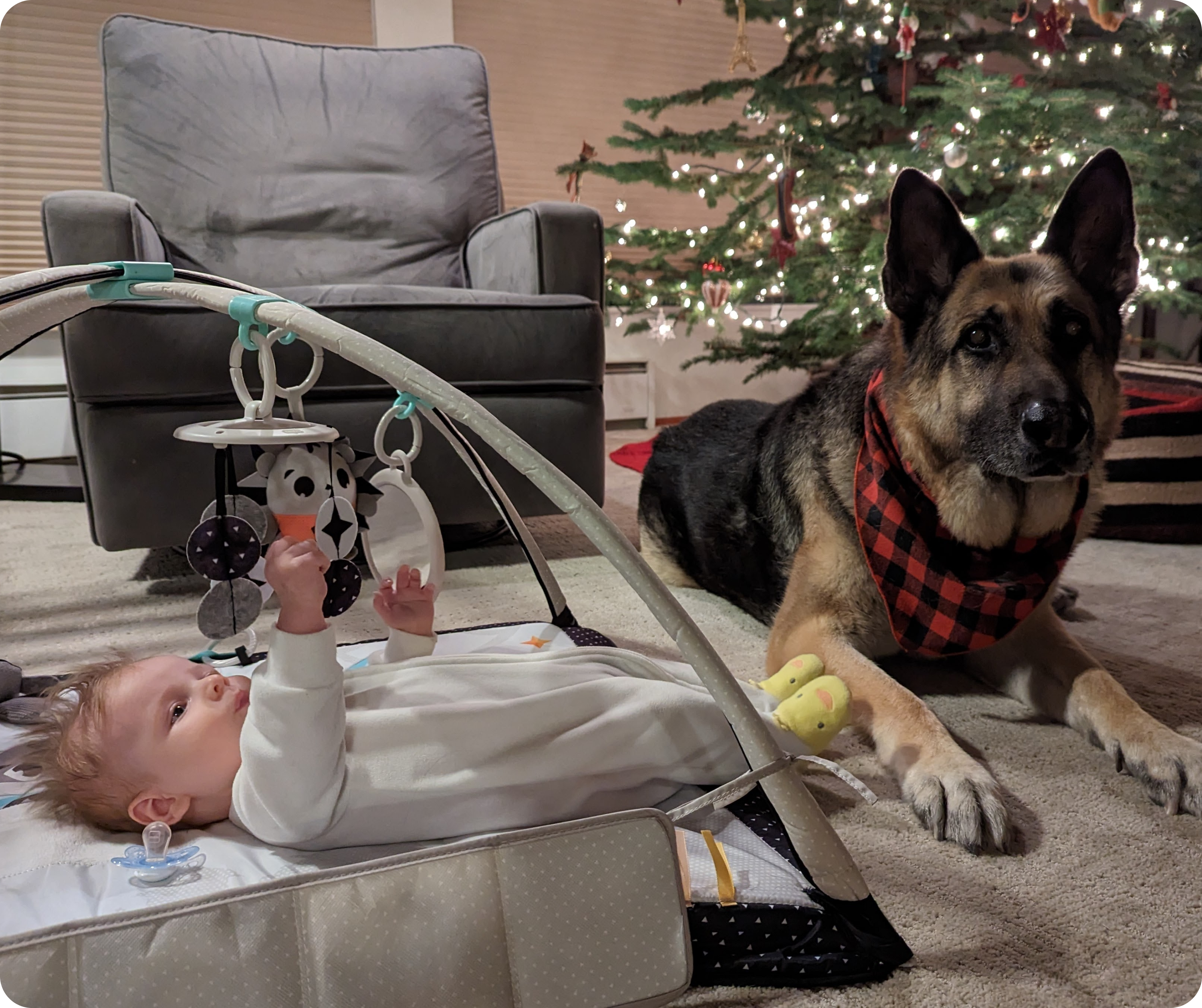 An infant lying in a baby play gym, reaching out to toys, with a German Shepherd dog lying nearby on the floor. The dog is wearing a red and black checkered bandana and appears calm and watchful, suggesting protective behavior around the baby. There is a decorated Christmas tree in the background, indicating the photo was taken during the holiday season.