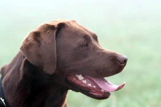 Image of a Chocolate Labrador panting outside