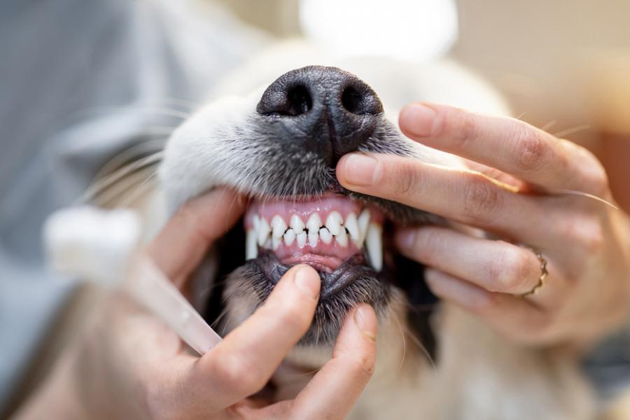 Person holding dogs mouth open