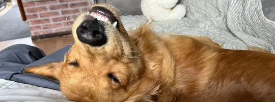 A smiling Golden Retriever