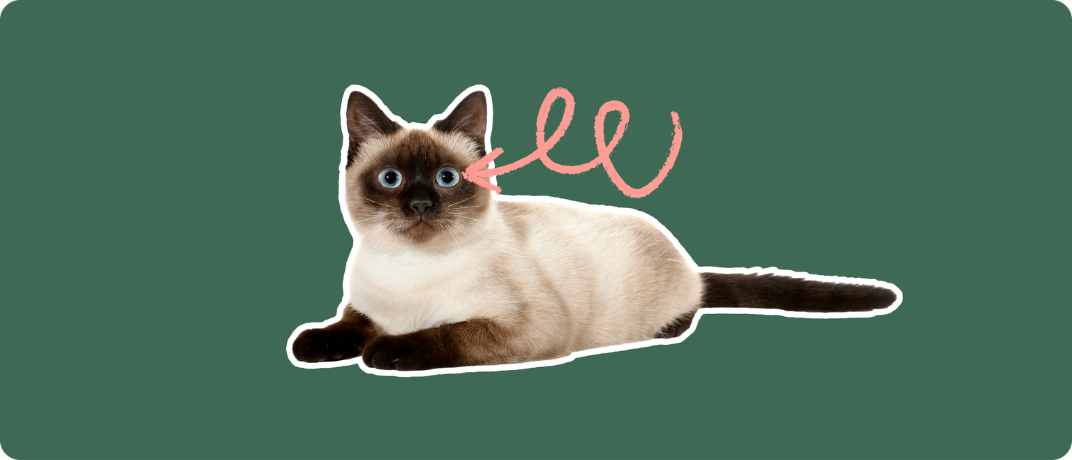 A Thai cat cut out with a white outline, with a pink arrow pointing to it's eye, on a solid green background