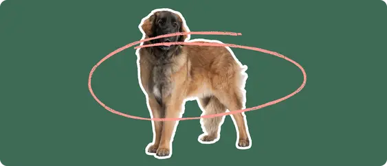 Leonberger dog with a pink circle drawn around its body