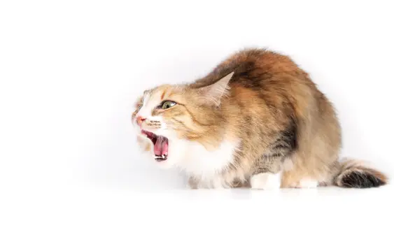 A brown cat gagging on something on a plain white background