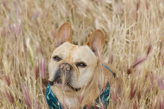 French Bulldog sitting in a field full of foxtails