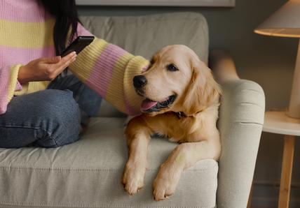 Image of a Golden Retriever puppy with its owner next to him