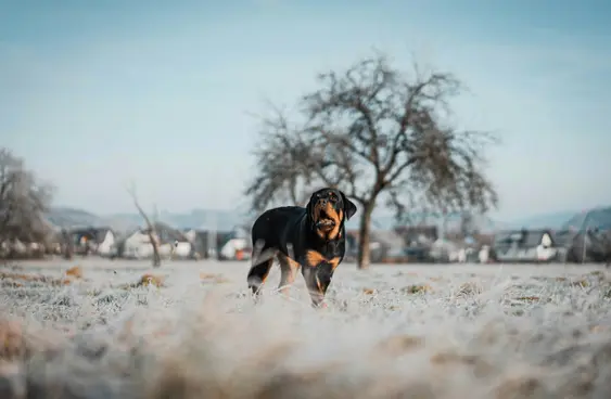 Rottweiler outside in frosty weather
