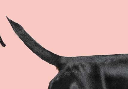 Dog Wagging tail