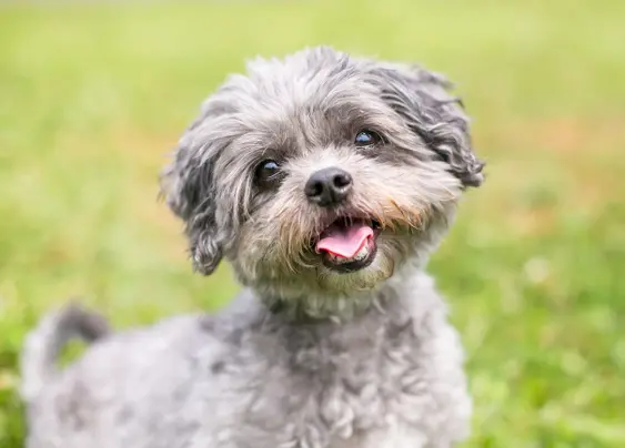 Silver Shih Tzu
