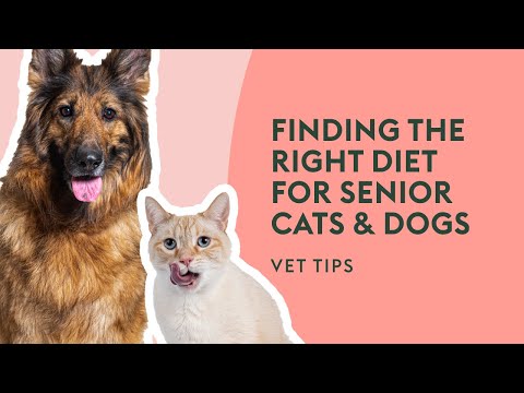 Finding the Right Diet for Senior Cats & Dogs | Vet Tips