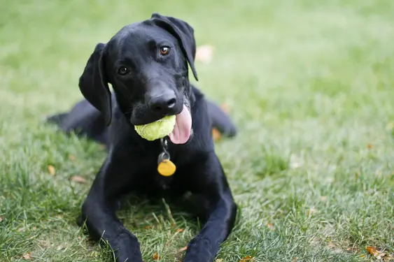 Black Weimador dog holding tennis ball in mouth while laying in grass