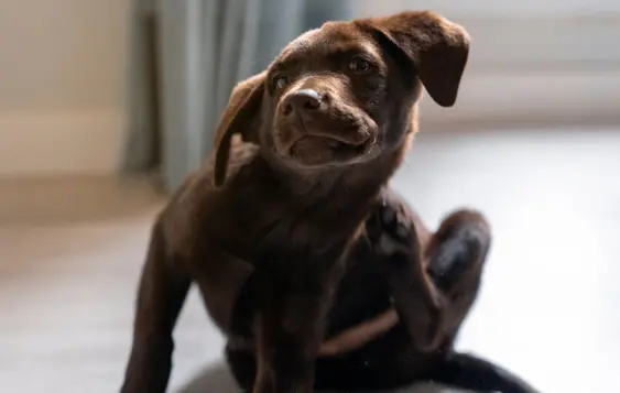small chocolate labrador retriever puppy combats itching by scratching with its hind leg