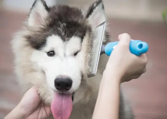 alaskan malamute being brushed