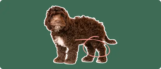 cockapoo