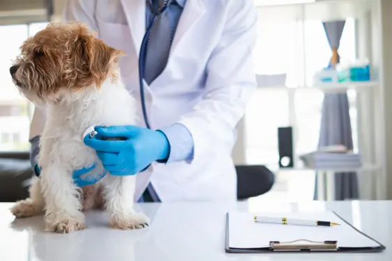 A small, fluffy dog is being examined by a veterinarian wearing a white coat and blue gloves. The vet is using a stethoscope to listen to the dog's chest. A clipboard with a pen is on the examination table in the foreground.