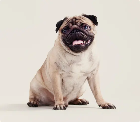 Pug on beige background