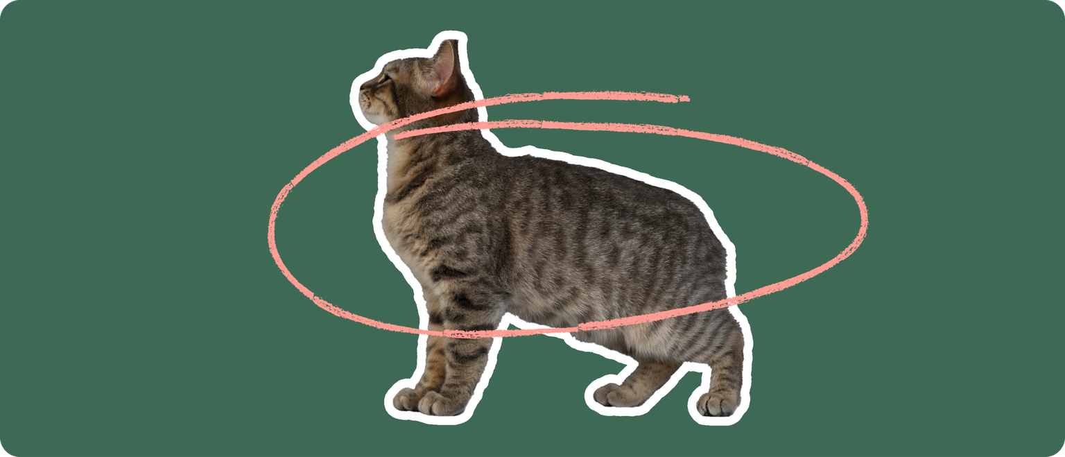 A brown manx cat with no tail, cut out with a white outline, with a pink circle around it's body, on a solid green background