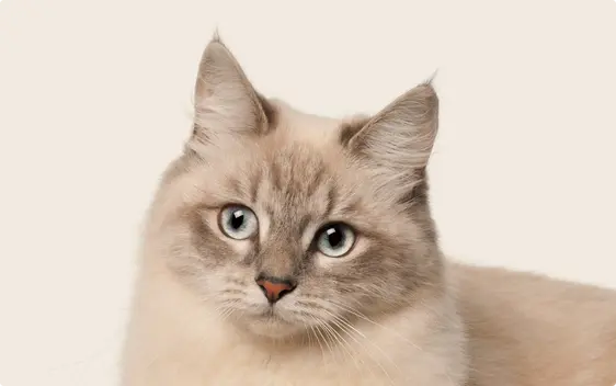 Siberian Cat