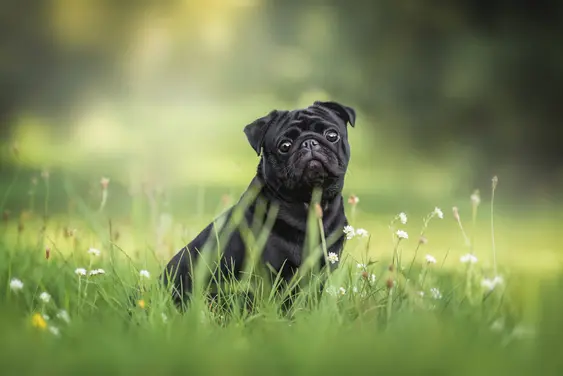 Black Pug