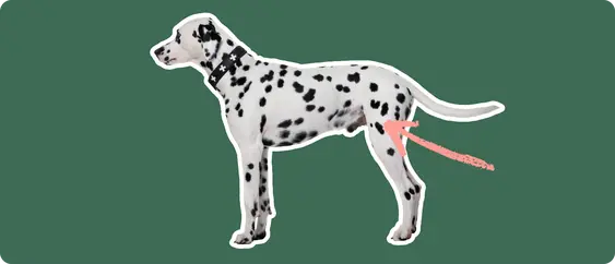 Image of a black-and-white Dalmatian with a pink arrow drawn to its hip