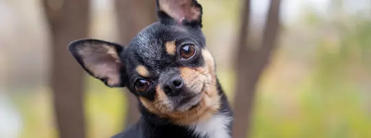 Black and Tan Chihuahua