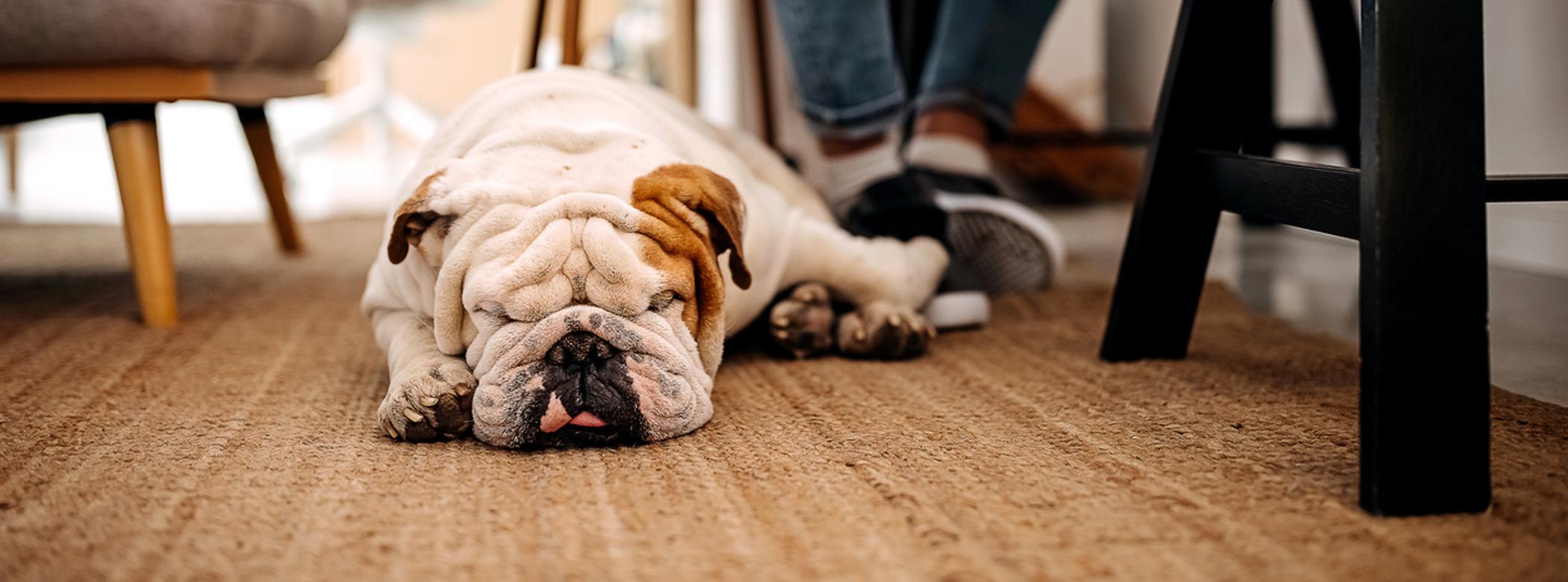 A Bulldog lying on the floor asleep