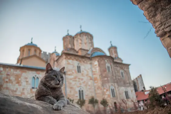 A grey cat laying down in front of an old church