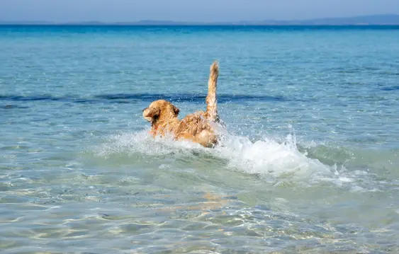 Golden Retriever cooling off in the sea water with tail upright